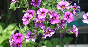Pretty petunias: Resilient flowers are easy to grow