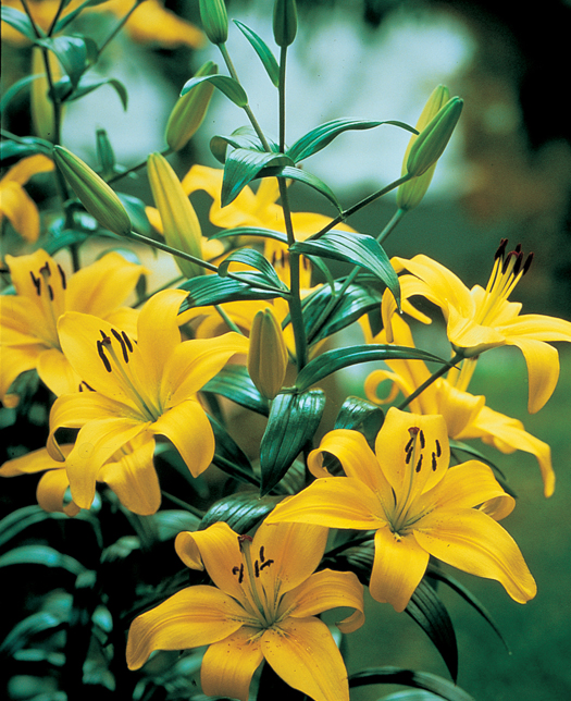 Lilies perform best in full sun and partial shade