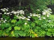 Watch out for Giant Hogweed