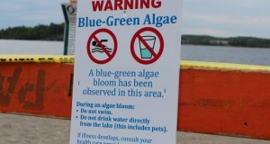 The facts about blue-green algae